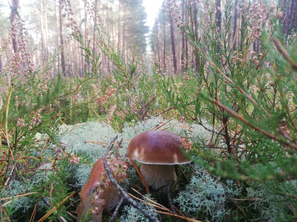 IMG_20221014_100945.jpg - torii99