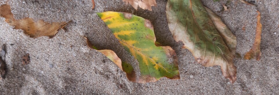 20211003_150558.jpg - Para_Moja