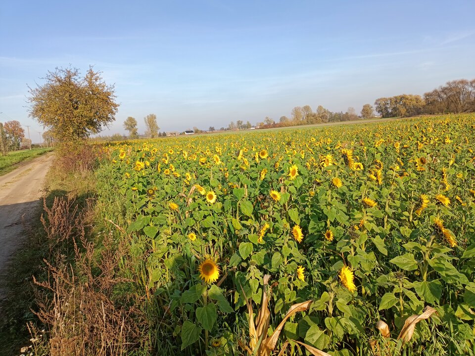 IMG20221027142427.jpg - hypns