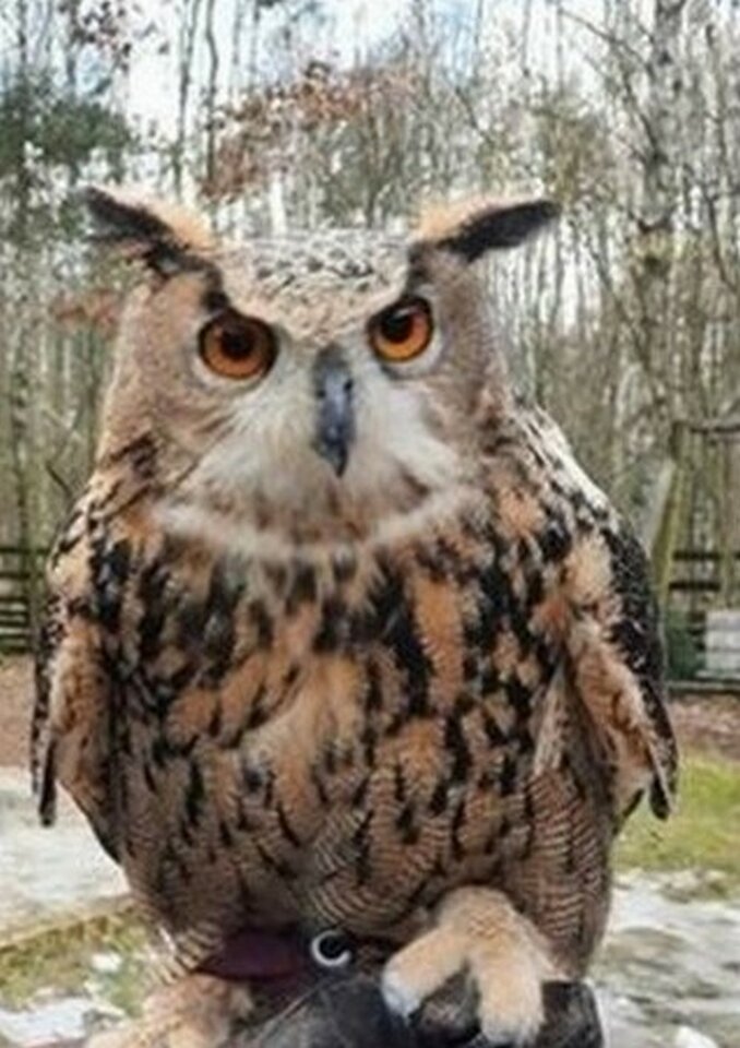 ja2a.jpg - Piergiorgio78