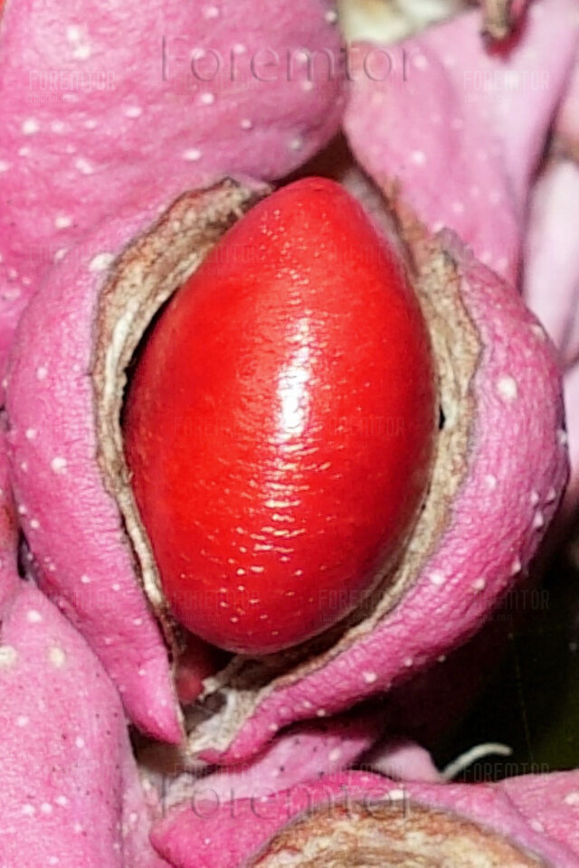 Cud Natury 1.jpg - foremtor