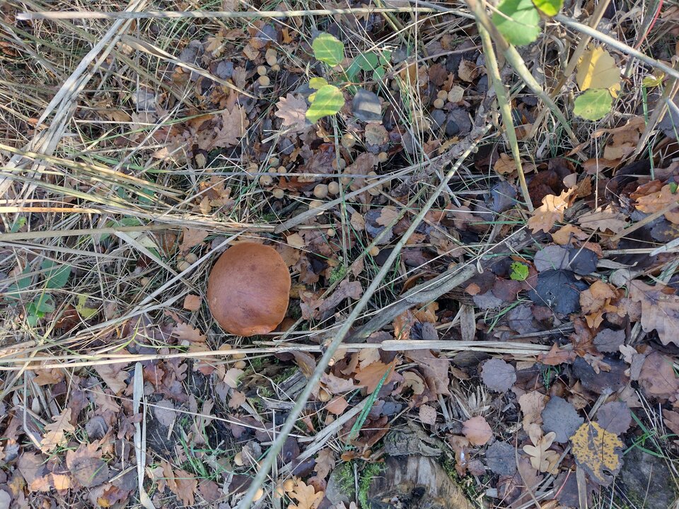 IMG_20221106_140259542_HDR.jpg - TomoiMery