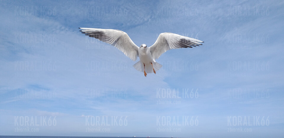 20221108_121629.jpg - Koralik66