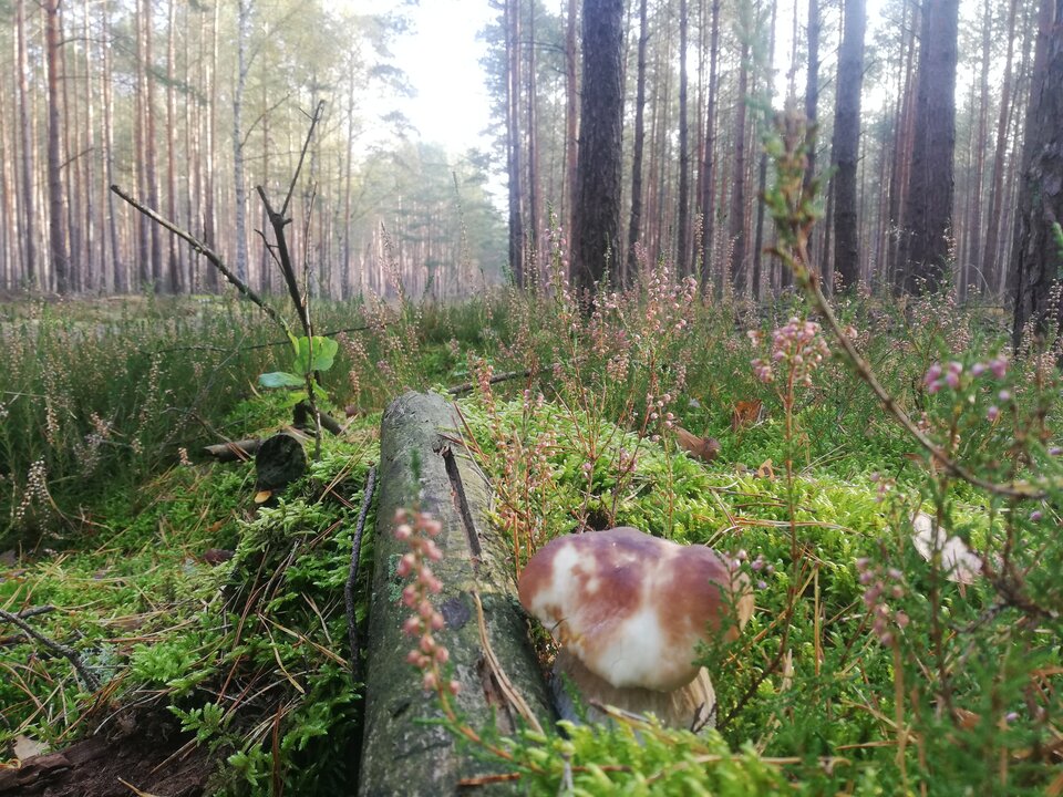 IMG_20221014_100030.jpg - torii99