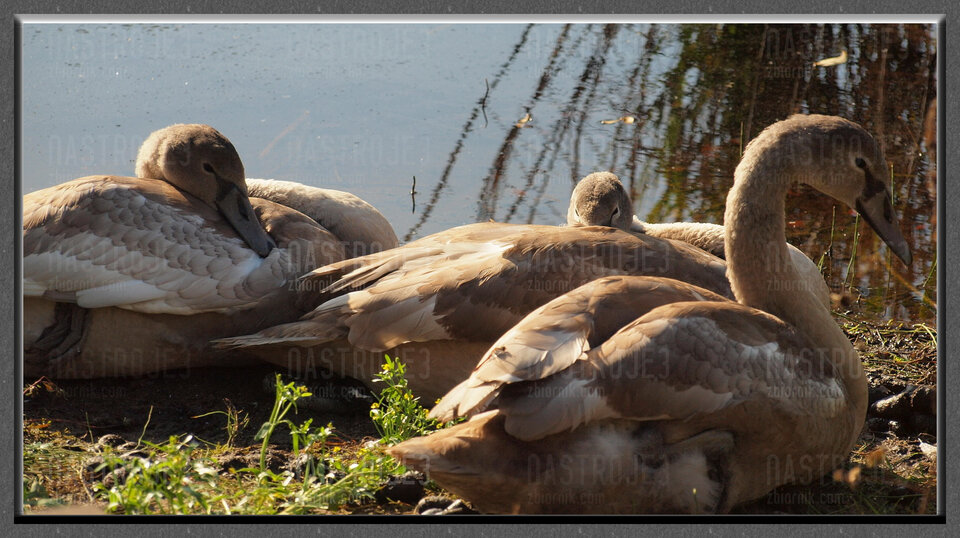 mieszkańcy Ranczo Natura - Nastroje3