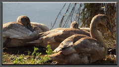 mieszkańcy Ranczo Natura