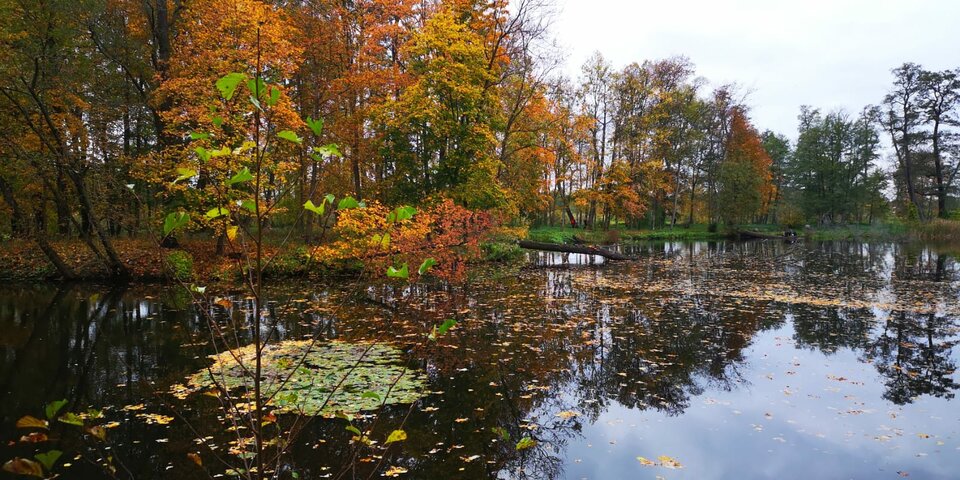 IMG-20221106-WA0008.jpg - Wolnyczaspokaze