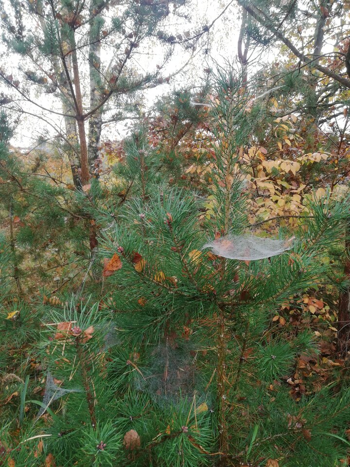 IMG_20221023_101603.jpg - torii99