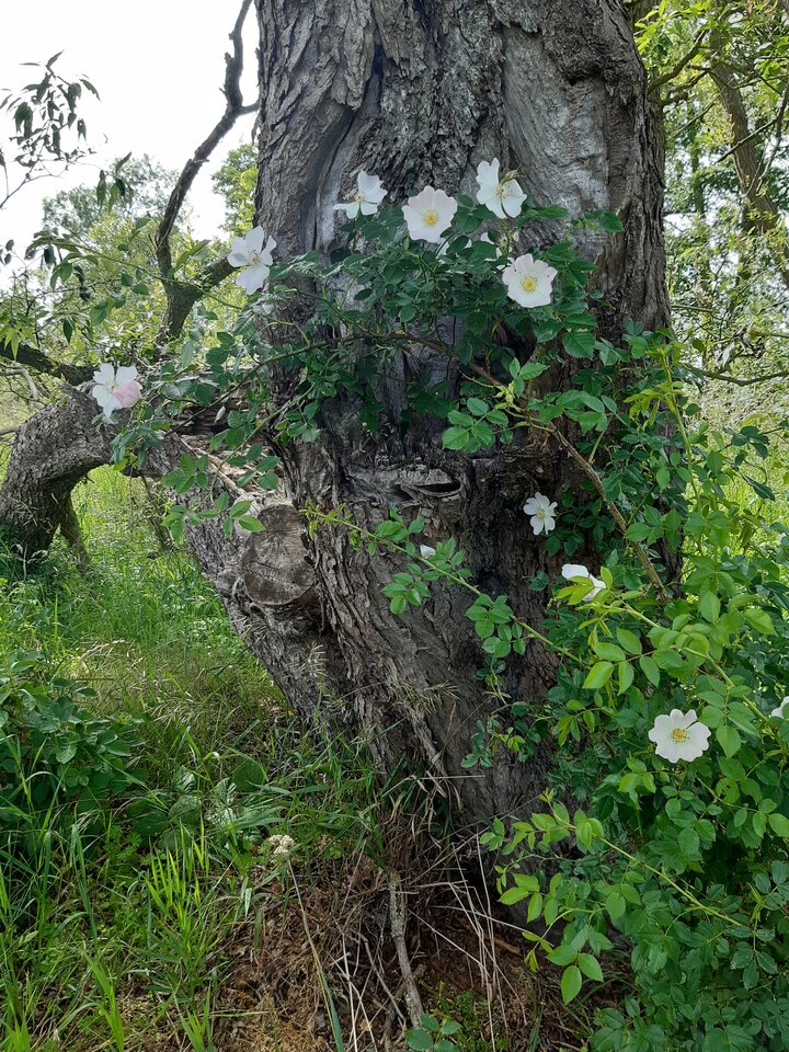 20220617_150159.jpg - torii99