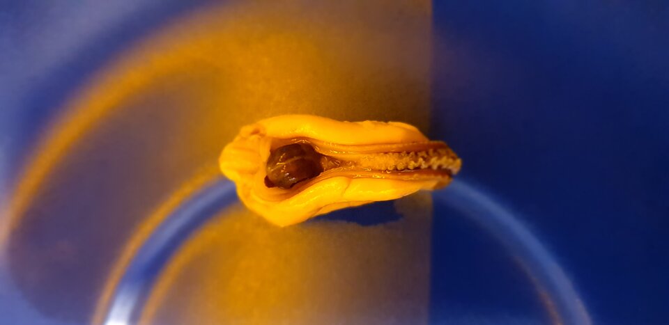 20221110_192939.jpg - perwusek