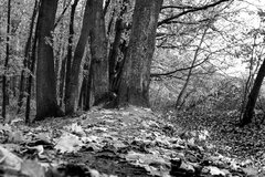IMG_4262.jpg