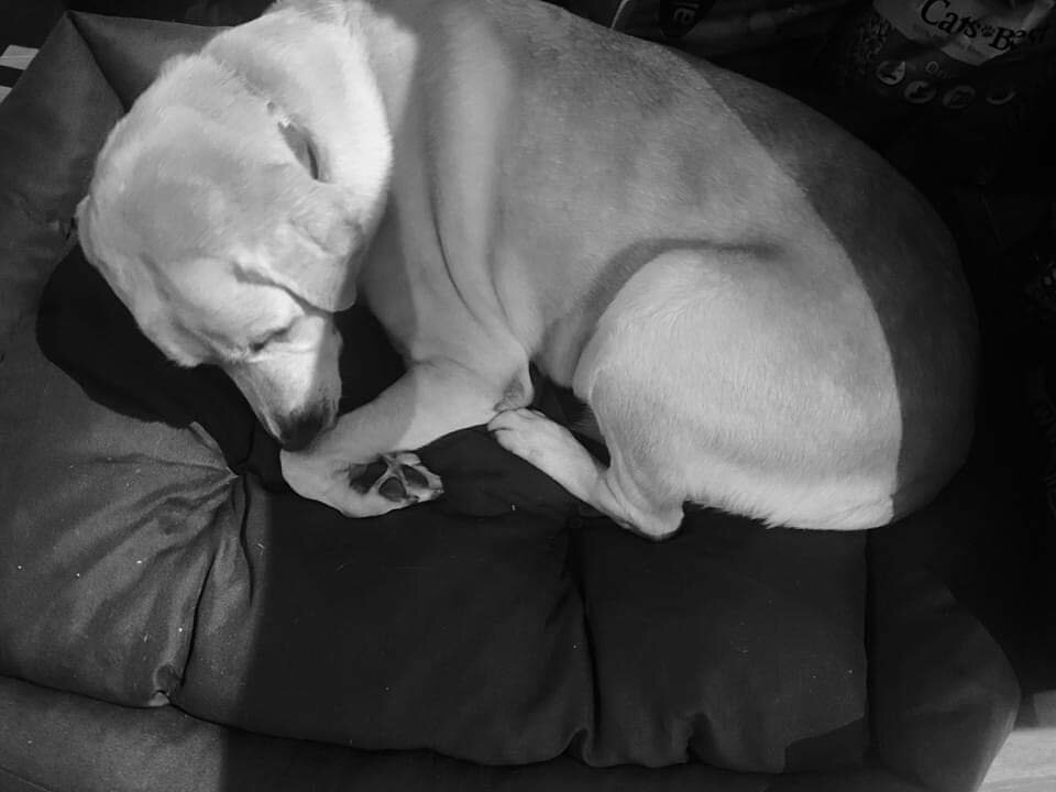 Jesteś już za Tęczowym mostem 💔 - Eurydyka2956