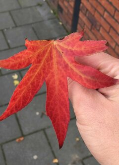 _20181009_184206.JPG