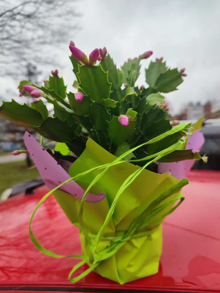 IMG_20221117_131907.jpg - brunetkakr