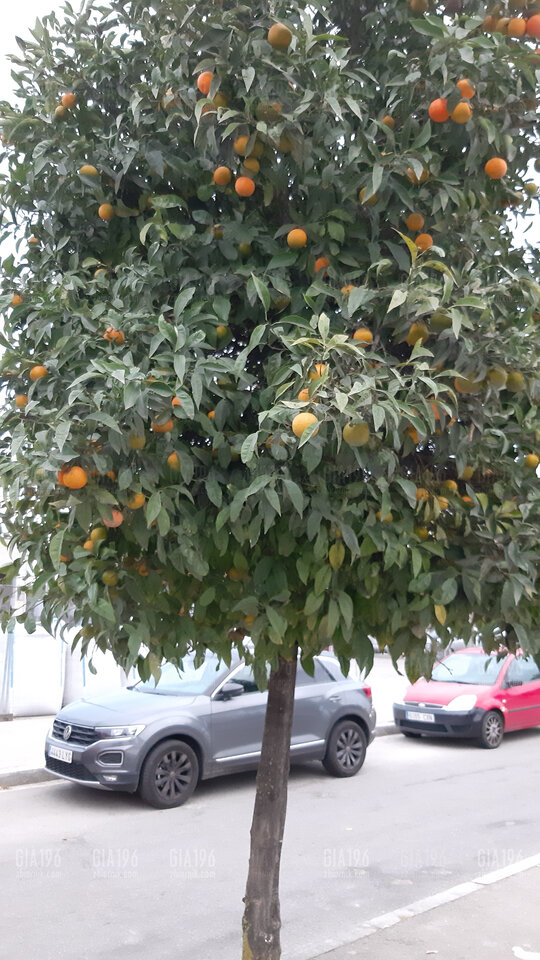 20221118_172328.jpg - GiA196