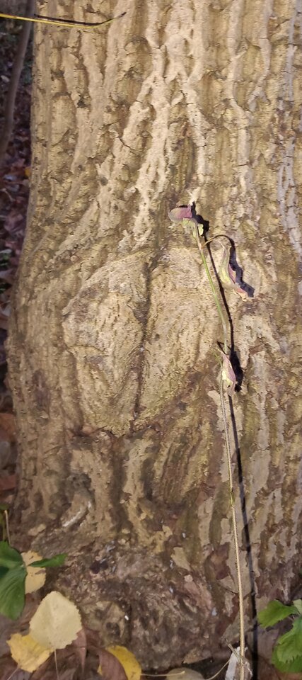 20221119_155447.jpg - Rarog87