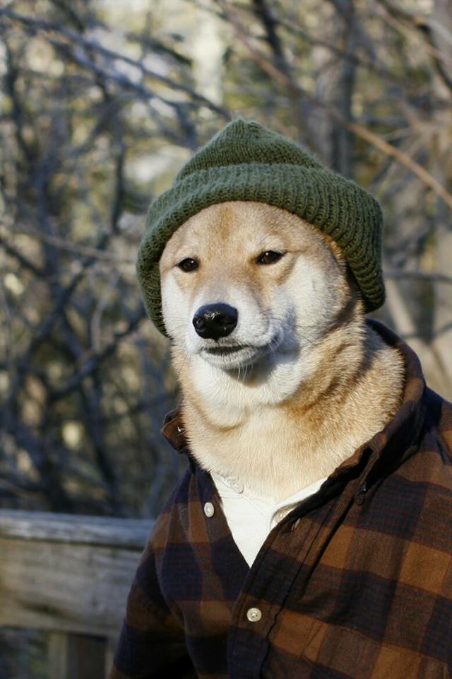 pieseł ze wsi.jpg - DziadZBieszczad