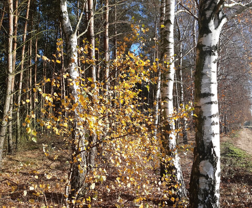 20201120_121105.jpg - torii99