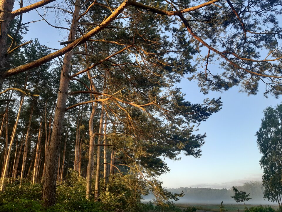 20210718_055039.jpg - torii99