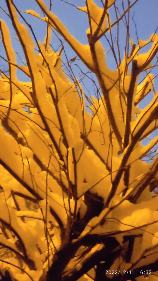 IMG_20221212_070921.jpg - Nicci