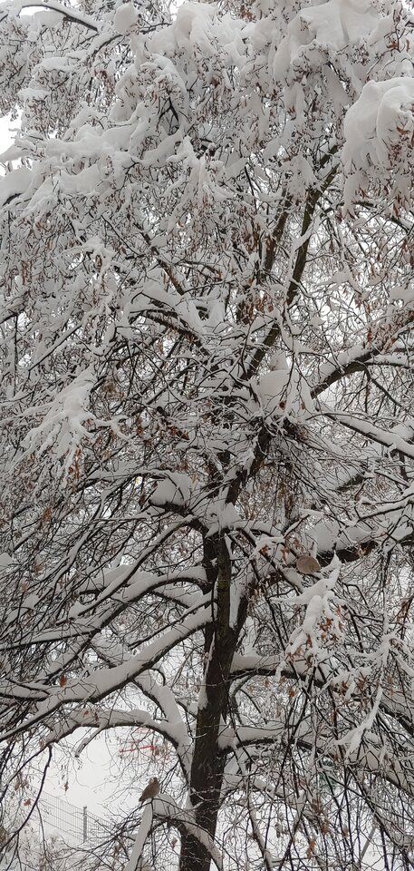 20221211_143645_HDR.jpg - Xmienna77