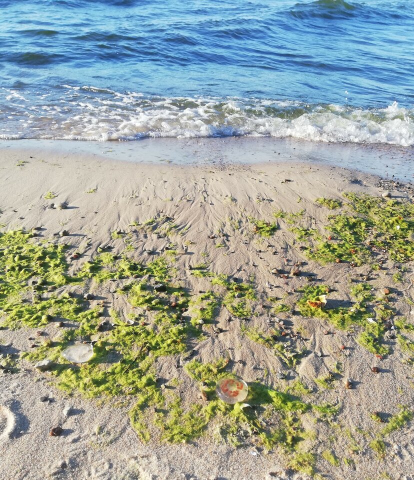 IMG_20221016_162509.jpg - torii99