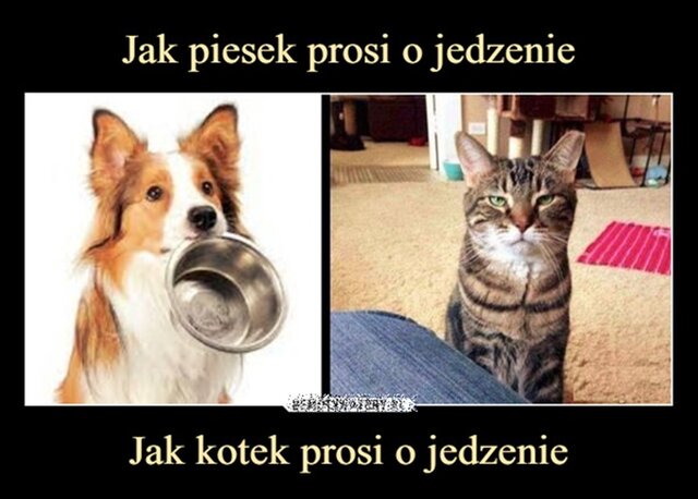 Na poprawę humoru 😁 Piesek i Kotek - Ustatkowani