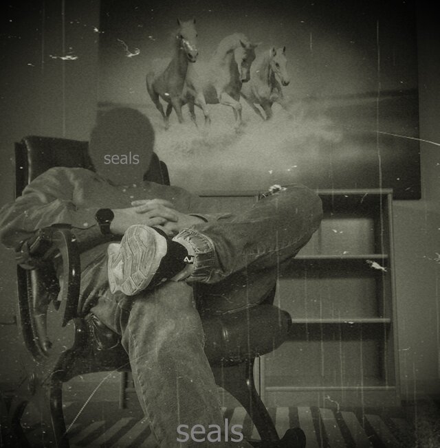 seals_bald