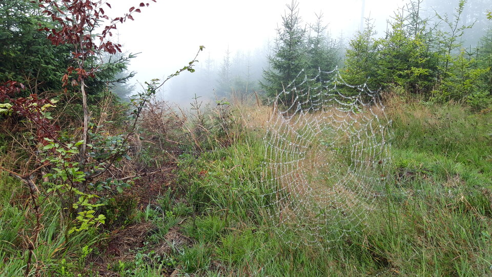 abcsd.jpg - Nietuzinkowy_Pan