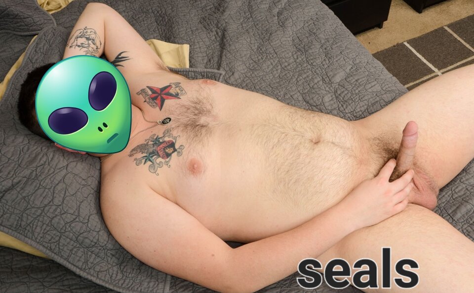 Seals.jpg - seals_bald