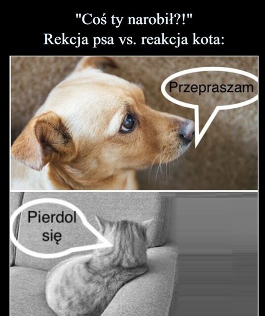 Na poprawę humoru 😁 Piesek i Kotek 2 - Ustatkowani