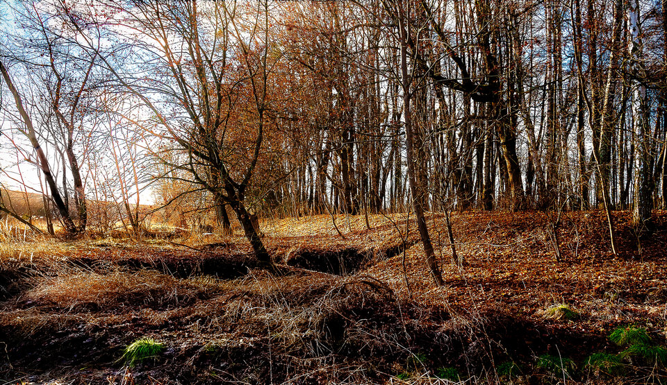 IMG_4374-HDR.JPG - Roscoo