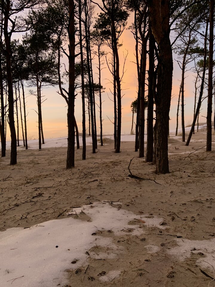 67393527-B231-4A8D-8FAC-BB9A728C4122.jpeg - Rexhunt