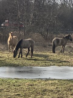 IMG_6603.jpeg