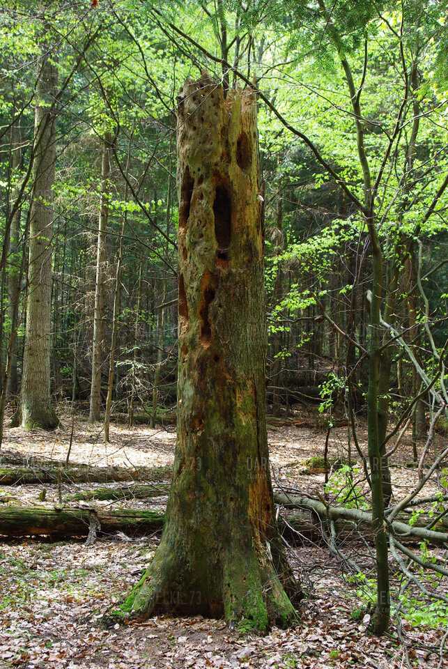 IMGP0373.JPG - Darecki_73