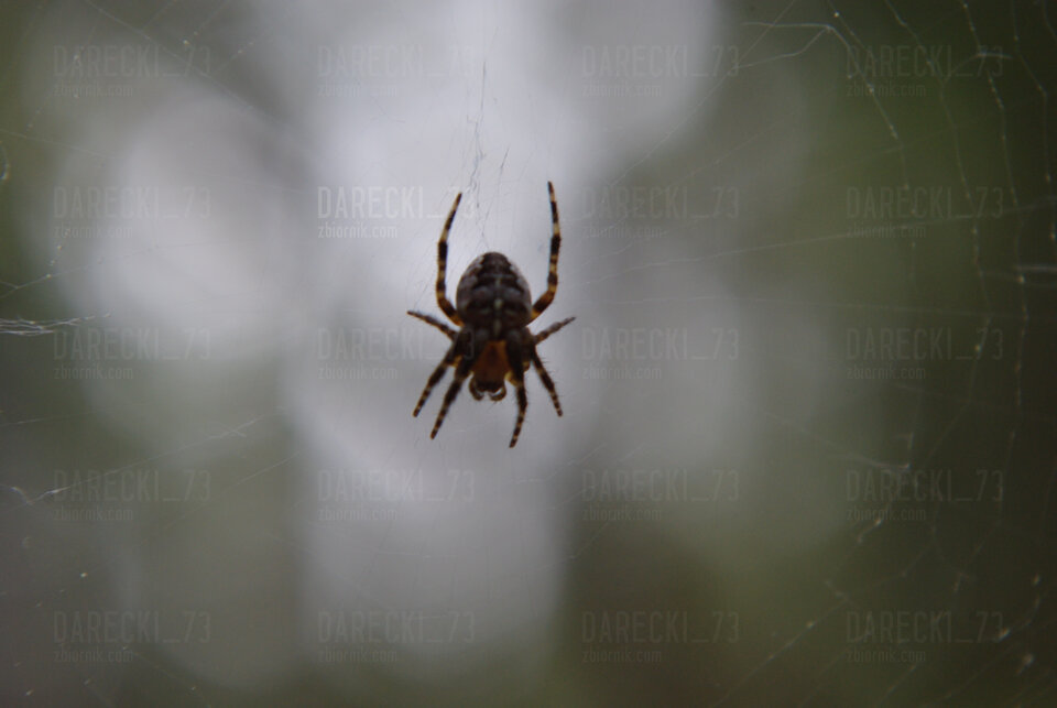 IMGP0380.JPG - Darecki_73