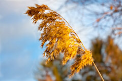 IMG_4513-CR2.jpg