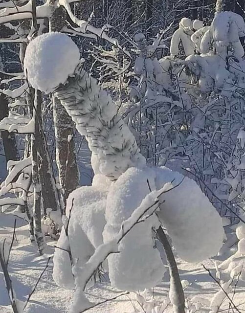 zimowy kutas - koneser55