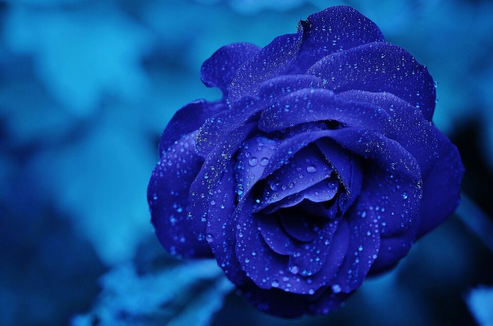 rose-165819_1280.jpg - Nightfly