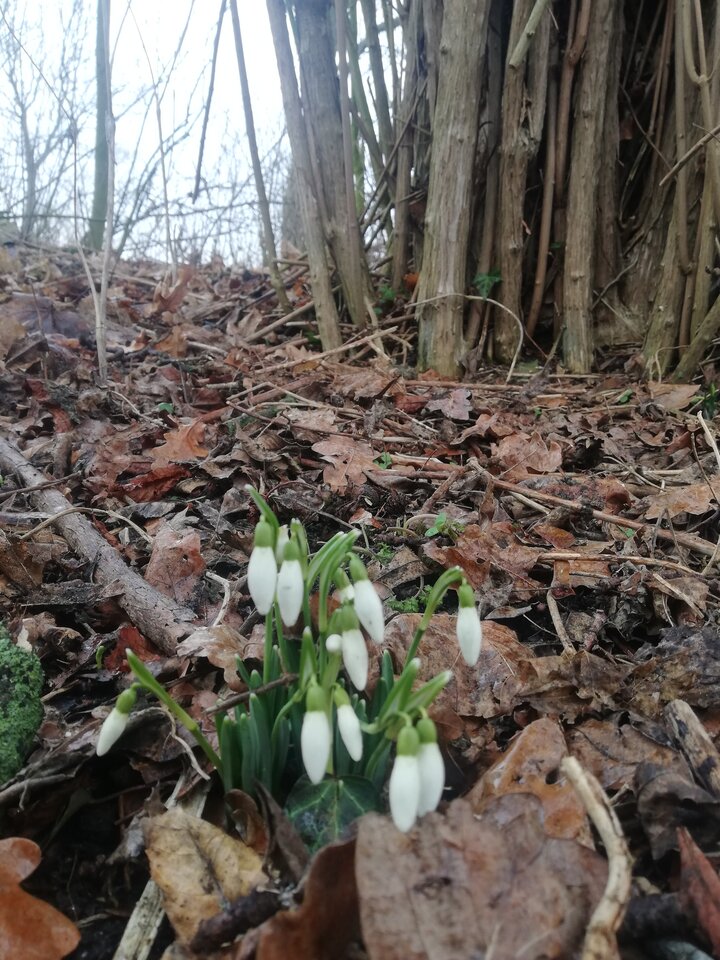IMG_20230210_112916.jpg - torii99