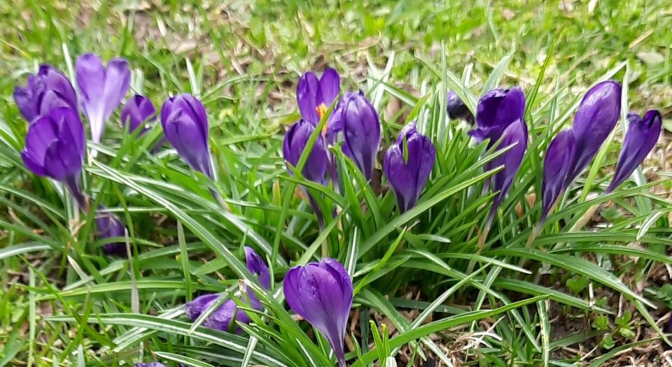 Krokusy.jpg - Wiktoria7777