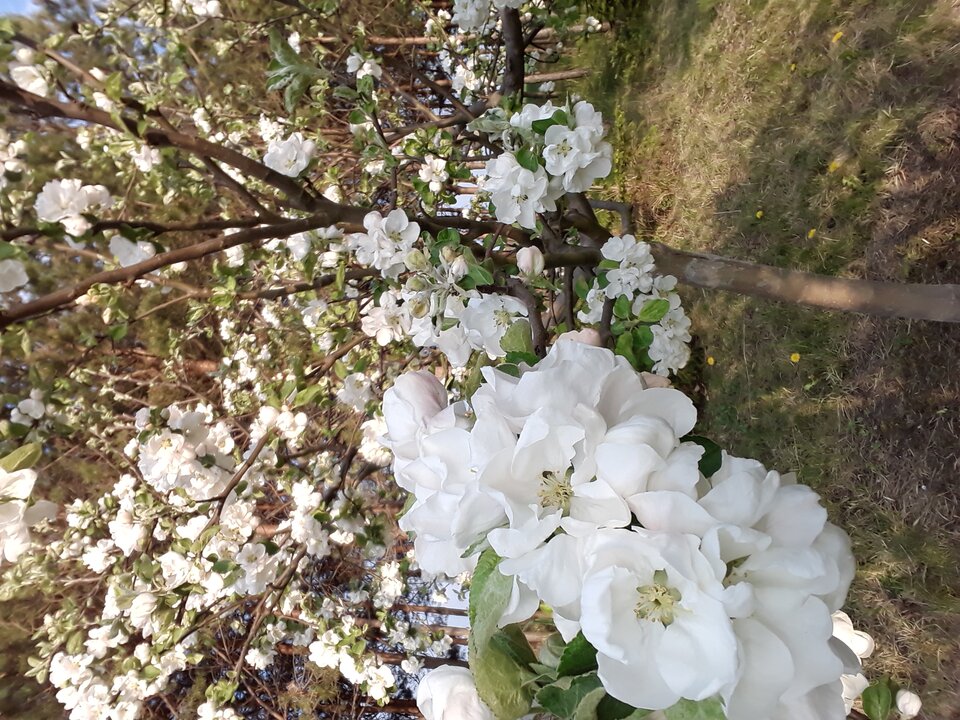 20220503_182230.jpg - Tom7474