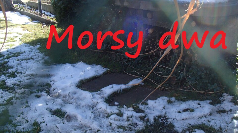 W zimowym słoneczku. - Morsy_dwa