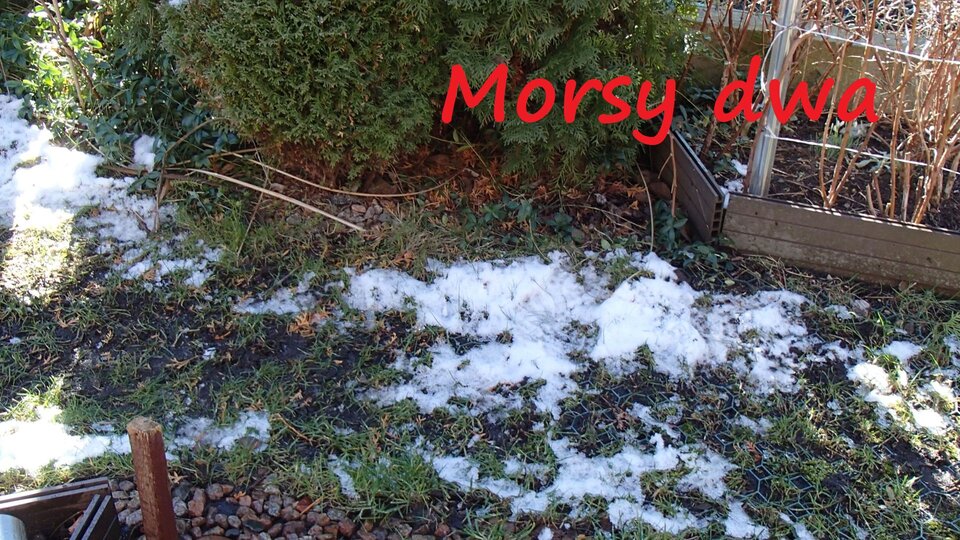 W zimowym słoneczku. - Morsy_dwa