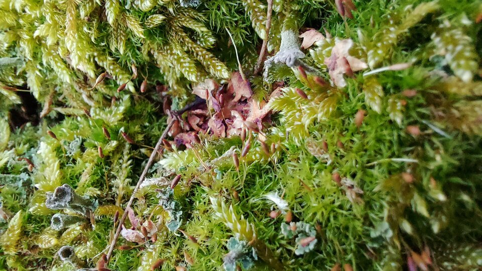 20230303_161806.jpg - Shaman1986