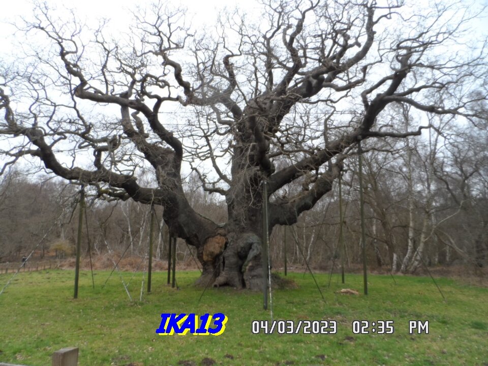 SAM_4397.JPG - ika13