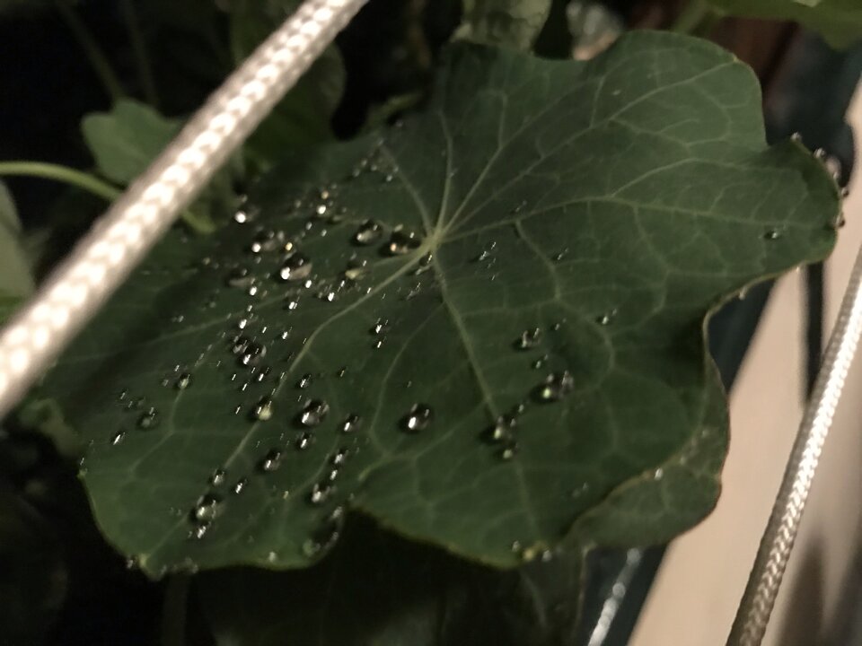 44CB8157-EA70-4FD2-9537-36863F54AF41.jpeg - mlody08111