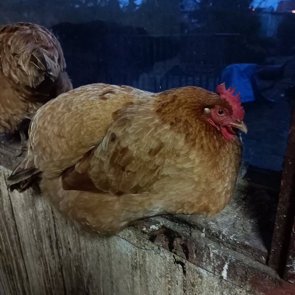 IMG20230308175250.jpg - hypns