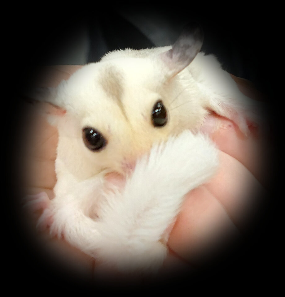 20230226_121515xc.jpg - IrPKIr