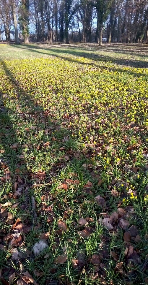 received_590718809087821.jpeg - psotnymirek